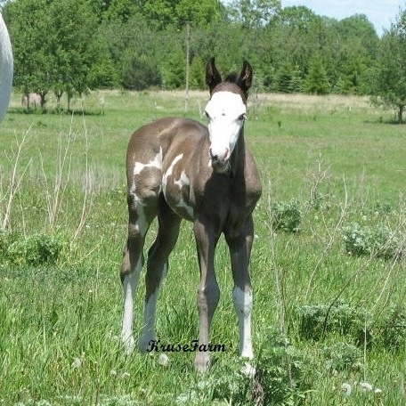 Kruse Paint and Quarter Horse Farm